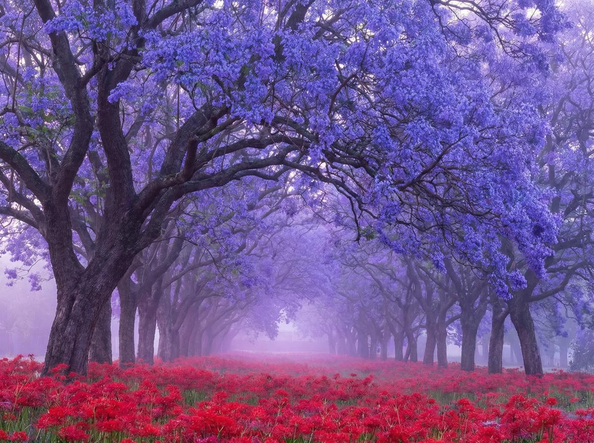 高清3D动漫蓝花楹视频